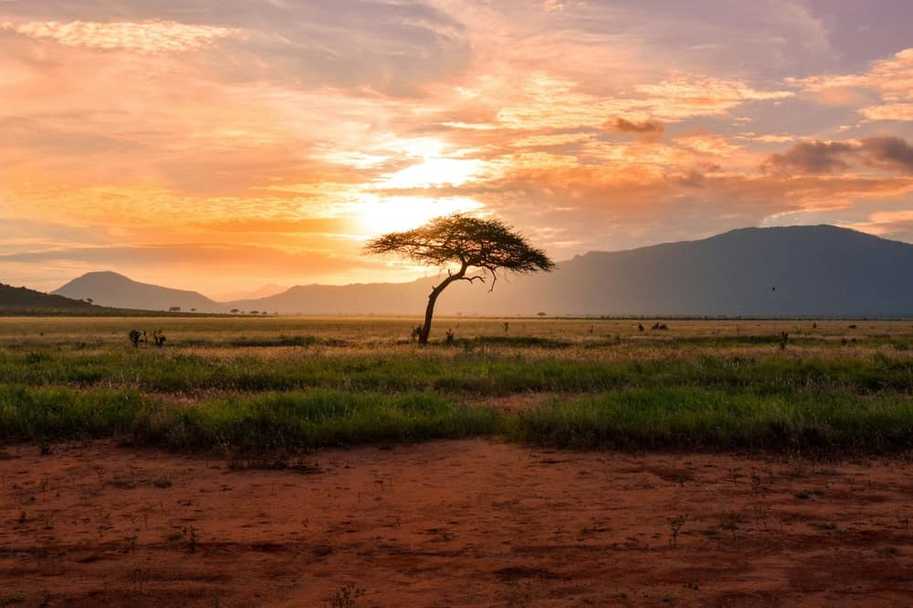 Acacia Sunset