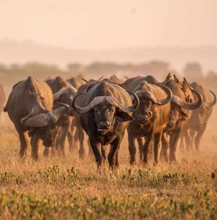 The Wild, Up Close